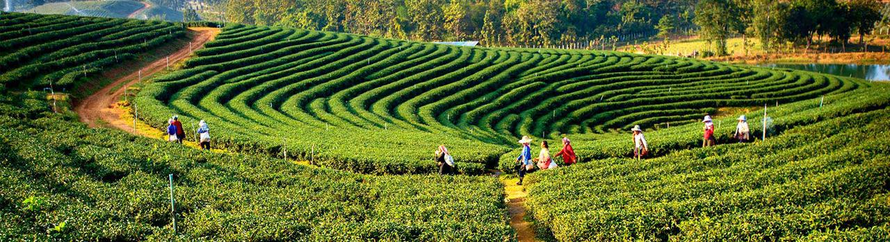 Darjeeling Tour Packages