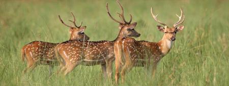 Jim Corbett Tour Packages